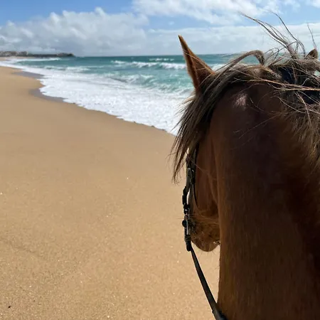Silver Seahorse Garden Retreat בית הארחה